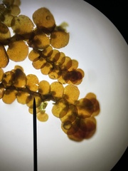 Frullania capensis