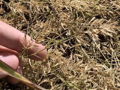 Eragrostis