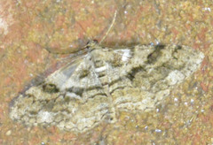 Peribatodes secundaria