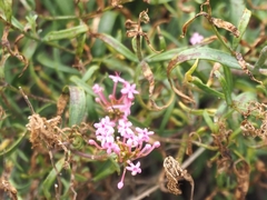 Centranthus lecoqii