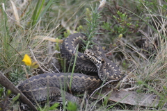 Vipera seoanei