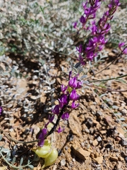 Astragalus lentiginosus
