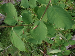 Amelanchier alnifolia
