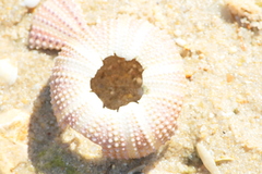 Euechinoidea