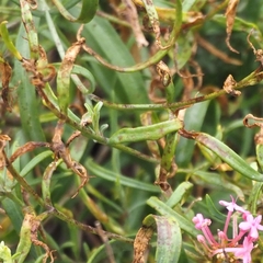 Centranthus lecoqii