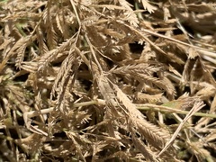 Eragrostis