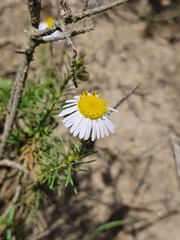 Felicia muricata