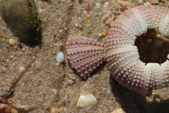Euechinoidea