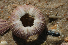 Euechinoidea
