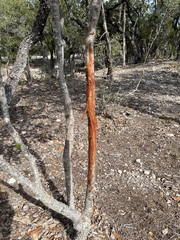Odocoileus virginianus