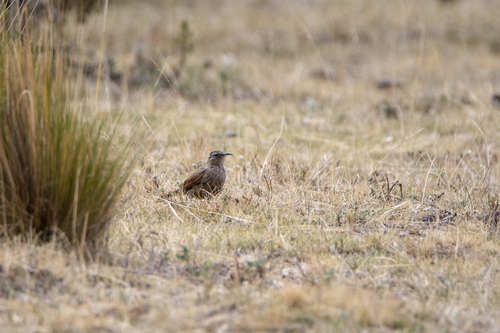 Striated Earthcreeper (Geocerthia serrana), photo 6