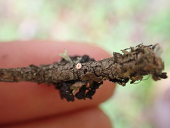 Lachnellula