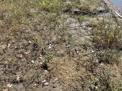 Eragrostis