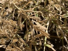 Eragrostis