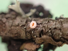 Lachnellula