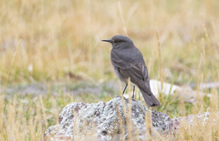 Cnemarchus rufipennis