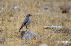 Muscisaxicola griseus