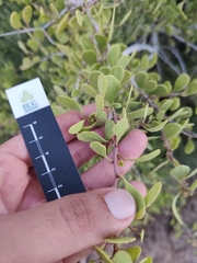 Maytenus phyllanthoides