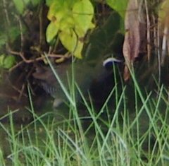 Gallirallus torquatus