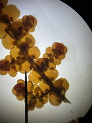 Frullania capensis