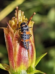 Coccinella septempunctata