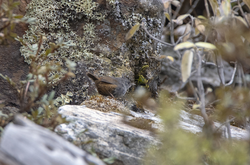 Ancash Tapaculo (Scytalopus affinis), photo 6