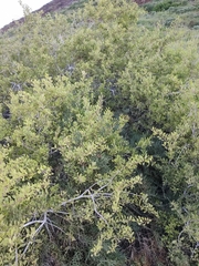 Maytenus phyllanthoides