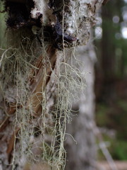 Ramalina thrausta