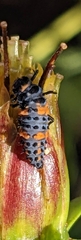 Coccinella septempunctata