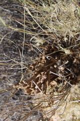 Gnathamitermes