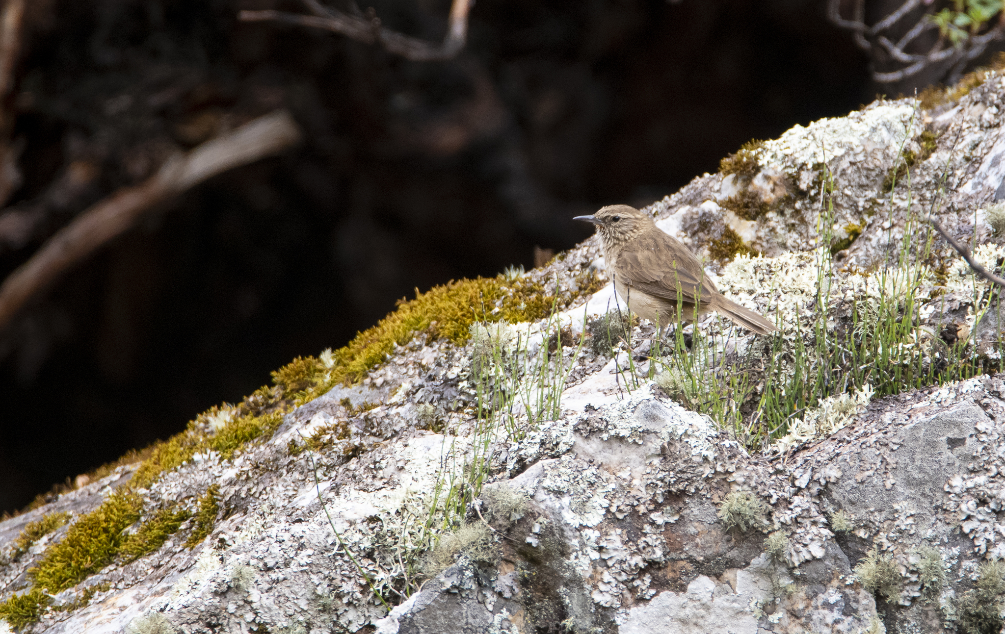Streak-throated Canastero (Asthenes humilis), photo 8