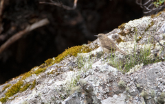 Asthenes humilis
