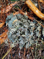 Lobarina scrobiculata