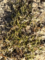 Pilularia globulifera