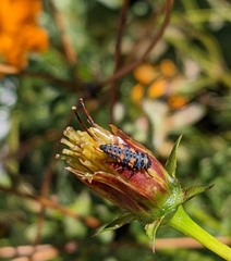 Coccinella septempunctata