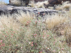 Indigofera heterotricha