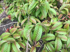Tetracera indica