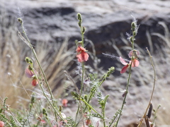Indigofera heterotricha