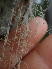 Ramalina thrausta