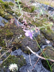 Campanula rotundifolia