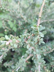 Jatropha cuneata