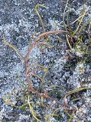 Pilularia globulifera