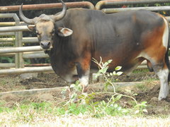 Bos javanicus