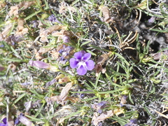 Aptosimum spinescens