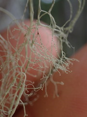 Ramalina thrausta