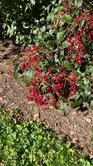 Viburnum dilatatum