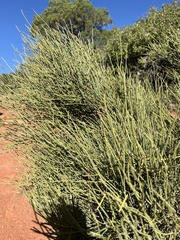 Ephedra viridis