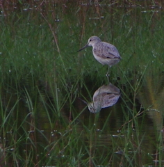 Tringa nebularia
