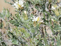 Codon royenii