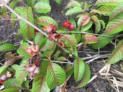 Tetracera indica